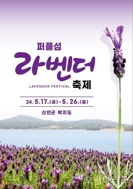 신안군 퍼플섬! 2천만 송이 라벤더 꽃 축제 개최.